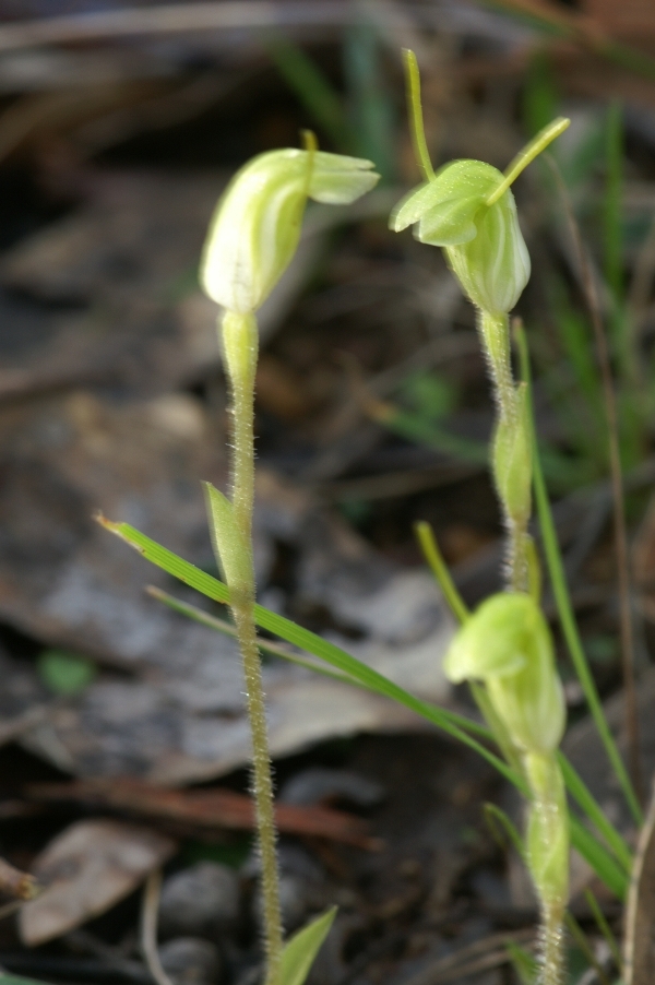 Pterostylis nana